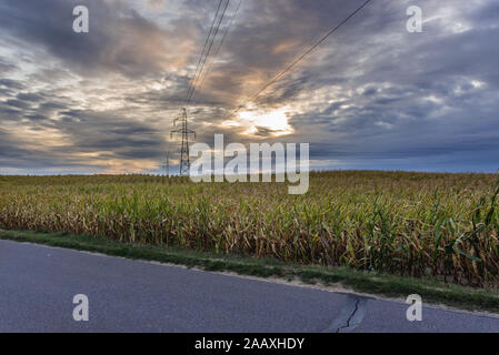 Campo di mais vicino a Ilawa città nel voivodato Warmian-Masurian, Polonia settentrionale Foto Stock