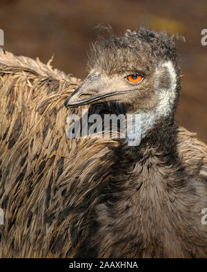 Uem testa di uccello close-up vista profilo di crogiolarsi nella luce solare con grandi occhi, becco, Bill, grigio-marrone di shaggy piumaggio, testa nel suo ambiente e dintorni. Foto Stock