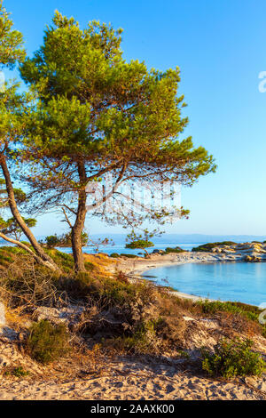 Vourvourou, Sithonia, Grecia, Halkidiki, paesaggio mediterraneo di Karidi beach. Albero di pino sulla costa Foto Stock