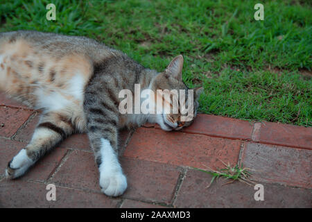 Shaby sporco senza tetto grigio tabby cat che stabilisce in via terra Foto Stock