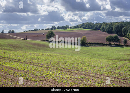 Campi arati sul confine di Ilawa Ostroda e contea di Warmian-Masurian Voivodato in Polonia settentrionale Foto Stock