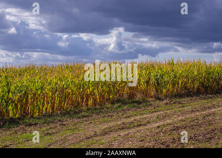 Campo di mais sul confine di Ilawa Ostroda e contea di Warmian-Masurian Voivodato in Polonia settentrionale Foto Stock