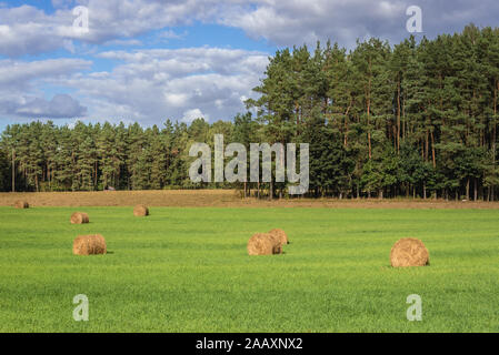 Campo con balle di paglia vicino villaggio Pratnica Ilawa nella contea di Warmian-Masurian Voivodato in Polonia settentrionale Foto Stock