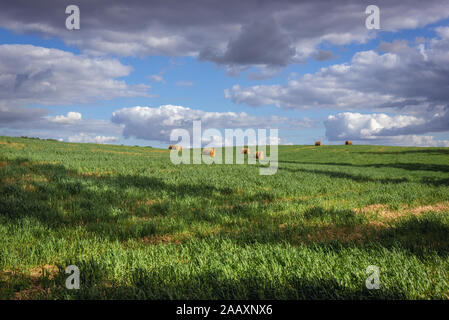 Campo con balle di paglia vicino villaggio Pratnica Ilawa nella contea di Warmian-Masurian Voivodato in Polonia settentrionale Foto Stock