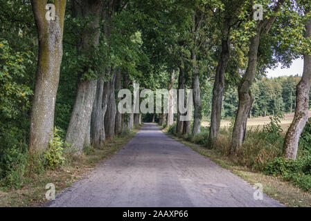 Strada amog vecchi alberi vicino villaggio Zajaczki trova Ostroda contea di Warmian-Masurian Voivodato in Polonia settentrionale Foto Stock