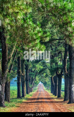 Old Pine Road, famosa strada a Gia Lai, Vietnam. Foto Stock