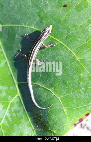 Piccola lucertola Blu-tailed skink con corpo nero e strisce gialle sulla foglia verde di Ketapang. Cryptoblepharus egeriae con coda blu curiosamente esplora Foto Stock