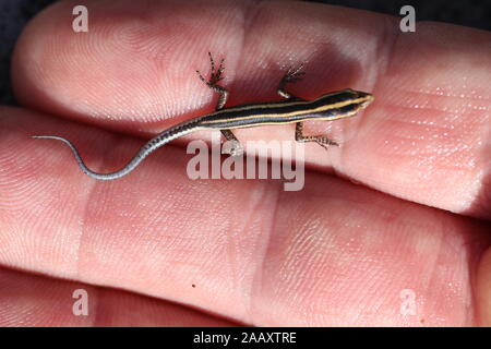 Una piccola lucertola con un corpo nero e strisce gialle Cryptoblepharus egeriae. Blu brillante coda. Piccolo skink si arrampica sulle dita della mano umana. Foto Stock