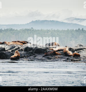 I leoni di mare sulle rocce a Victoria Bay, l'isola di Vancouver, British Columbia, Canada Foto Stock