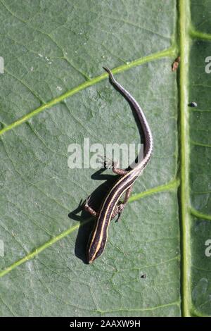 Piccola lucertola Blu-tailed skink con corpo nero e strisce gialle sulla foglia verde di Ketapang. Cryptoblepharus egeriae con coda blu curiosamente esplora Foto Stock