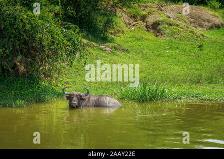 African Cape buffalo, Syncerus caffer, Bauges in acqua nel canale Kazinga dal Lago Edward nel Queen Elizabeth National Park, Uganda occidentale Foto Stock