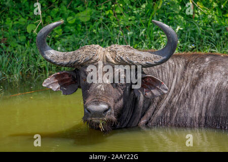 African Cape buffalo, Syncerus caffer, Bauges in acqua nel canale Kazinga dal Lago Edward nel Queen Elizabeth National Park, Uganda occidentale Foto Stock