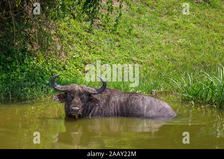 African Cape buffalo, Syncerus caffer, Bauges in acqua nel canale Kazinga dal Lago Edward nel Queen Elizabeth National Park, Uganda occidentale Foto Stock