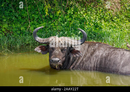 African Cape buffalo, Syncerus caffer, Bauges in acqua nel canale Kazinga dal Lago Edward nel Queen Elizabeth National Park, Uganda occidentale Foto Stock