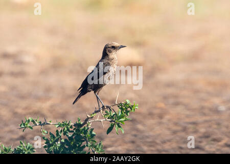 Ant-eating Chat o Southern Anteater Chat (Myrmecocichla formicivora) appollaiato sul ramo, Capo orientale, Sud Africa Foto Stock