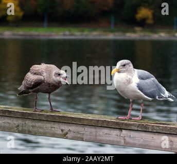 Due gabbiani in piedi sul molo di ringhiere, uno seagull simile discorso aggressivo maker, largo becco aperto, un altro seagull solo ascolto. Foto Stock