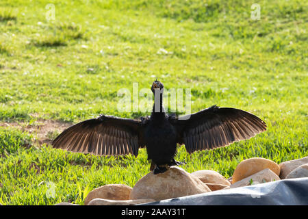 Cormorano Reed o long-tailed cormorano (Microcarbo africanus) appollaiato sulla roccia asciugando le sue ali retroilluminati da Sun, Western Cape, Sud Africa Foto Stock