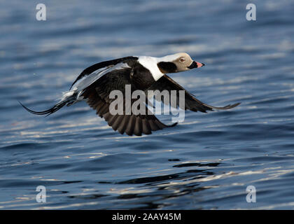 Duck long-tailed (Clangula hyemalis) nel porto, Båtsfjord, Norvegia Foto Stock