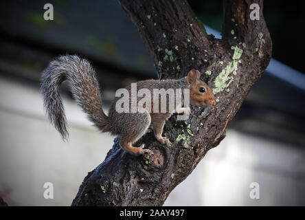 Scoiattolo grigio ( Sciurus carolinensis ) sul tronco di albero closeup Foto Stock