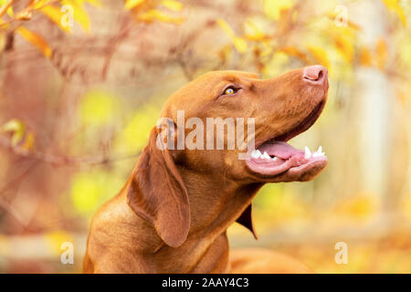 Carino vizsla ungherese cucciolo vista laterale verticale in un bellissimo giardino di caduta. Foto Stock