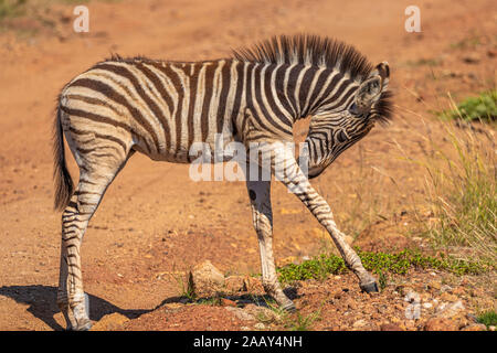 Poco Zebra ( Equus burchelli) leccare la sua gamba, Parco Nazionale di Pilanesberg, Sud Africa. Foto Stock