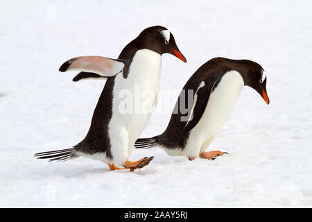 Eselspinguin - Antarktis Foto Stock
