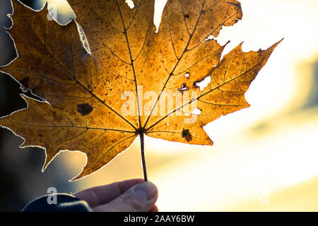 Uomo con una foglia di acero contro la luce del giorno Foto Stock