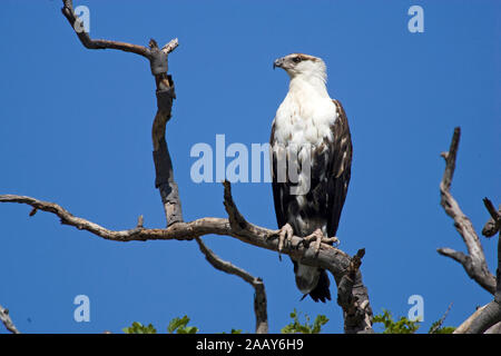 Schreiseeadler | pesce africano Eagle - Haliaetus vocifer Schreiseeadler unausgefaerbt, auf Ast Caprivi, Namibia Foto Stock