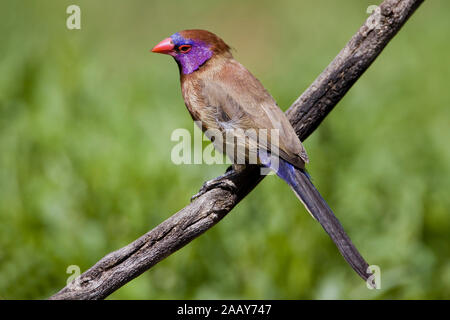 Granatastrild |Uraeginthus granatina - Viola eared Waxbill Granatastrild Maennchen Farm Ondekaremba, Namibia Foto Stock