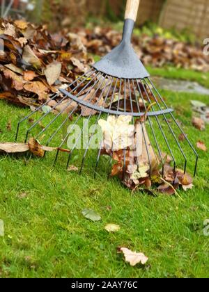 Un rastrello che si rastrellano in foglie morte in un giorno d'autunno. Foto Stock