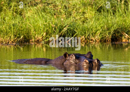 Flusspferd | Hippopotamus amphibius - ippopotamo schwimmend Mahango NP, Caprivi, Namibia Foto Stock