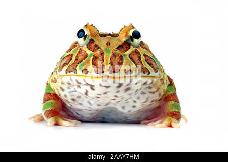 Schmuckhornfrosch, Schmuck-Hornfrosch, Hornfrosch, (Ceratophrys ornata), Ceratophrys cranwelli, Foto Stock