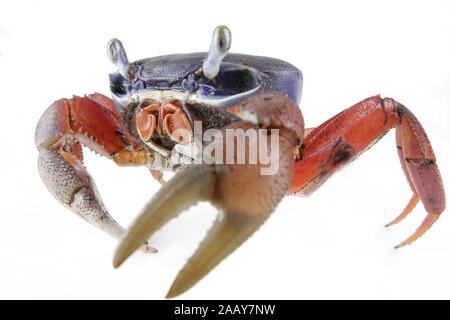 Harlekinkrabbe, Harlekin-Krabbe, Afrikanische Landkrabbe, Dreifarbenkrabbe, Blaue Nigeriakrabbe (Cardisoma armatum). | rainbow granchio, West African pioggia Foto Stock