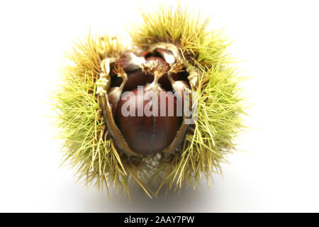 Esskastanie, Edelkastanie, Echte Kastanie, Essbare Kastanie, Marone, Maroni (Castanea sativa), Nuesse und Kapsel | Sweet castagno (Castanea sativa), n Foto Stock