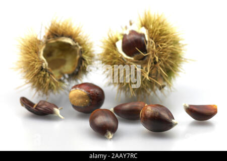 Esskastanie, Edelkastanie, Echte Kastanie, Essbare Kastanie, Marone, Maroni (Castanea sativa), Nuesse und Kapseln | Sweet castagno (Castanea sativa), Foto Stock
