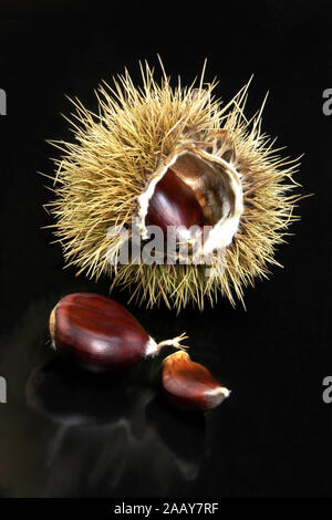 Esskastanie, Edelkastanie, Echte Kastanie, Essbare Kastanie, Marone, Maroni (Castanea sativa), Nuesse und Kapseln | Sweet castagno (Castanea sativa), Foto Stock