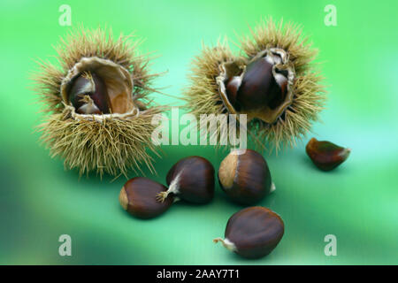 Esskastanie, Edelkastanie, Echte Kastanie, Essbare Kastanie, Marone, Maroni (Castanea sativa), Nuesse und Kapseln | Sweet castagno (Castanea sativa), Foto Stock