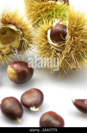 Esskastanie, Edelkastanie, Echte Kastanie, Essbare Kastanie, Marone, Maroni (Castanea sativa), Nuesse und Kapseln | Sweet castagno (Castanea sativa), Foto Stock