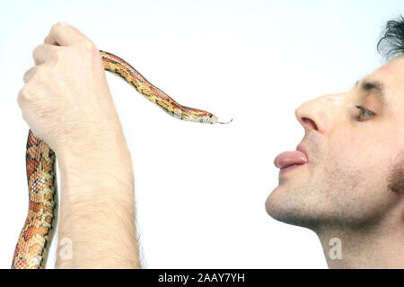 Kornnatter (Elaphe guttata), Mann und Schlange zuengeln sich un | corn snake (Elaphe guttata), l'uomo e il serpente lambencing ogni altro | BLWS027815.jpg [ Foto Stock