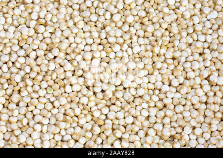 La quinoa, Reismelde, Reis-Melde, Inkakorn, Inka-Korn, Reisspinat, Reis-Spinat, Perureis, Peru-Reis (Chenopodium quinoa), Koerner, Samen | quinoa (Chenop Foto Stock