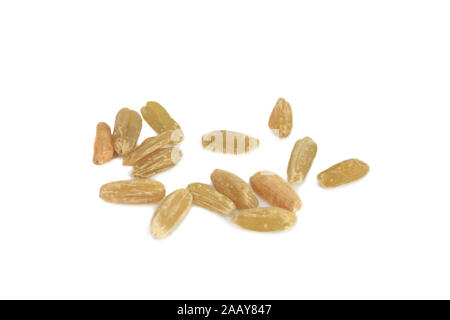 Dinkel, Spelz (Triticum spelta) Gruenkern, Einzelkoerner | spelta frumento (Triticum spelta), Immaturo grano farro, singoli grani | BLWS035024.jpg [ (c) bl Foto Stock