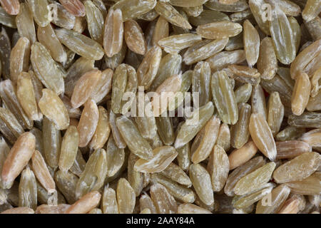 Dinkel, Spelz (Triticum spelta) Gruenkern, Koerner | spelta frumento (Triticum spelta), Immaturo grano farro, grani | BLWS035021.jpg [ (c) blickwinkel/UFT Foto Stock