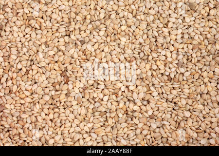 Sesam (Sesamum indicum), Sesam, ungeschaelt | sesamum, sesamo (Sesamum indicum), sesamo, con la buccia | BLWS034966.jpg [ (c) blickwinkel/fotototo Tel. +49 Foto Stock