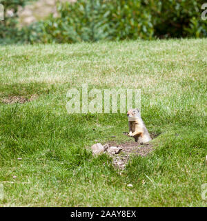 Nord America scoiattolo di terra. Un curioso scoiattolo di terra all'entrata al suo nido su una banca erbosa in una giornata di sole. Foto Stock