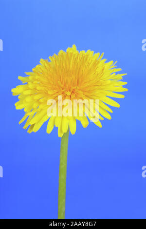 Gemeiner Loewenzahn, Pusteblume, Kuhblume (Taraxacum officinale), Bluete | Comuni di tarassaco (Taraxacum officinale), Blossom | BLWS081619.jpg [ (c) bli Foto Stock