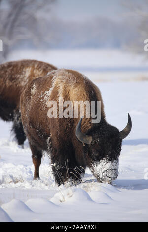 Bull bison buffalo ritratto verticale coperta di neve in inverno Foto Stock