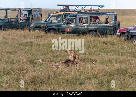 I turisti a guardare ghepardo passeggiate a piedi e in appoggio sull'erba dall'interno di sicuro jeep durante la stagione migratoria nel Maasai Mara Foto Stock