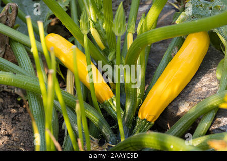 Vista dettagliata del giallo fresco zucchine nel nostro orto biologico Foto Stock