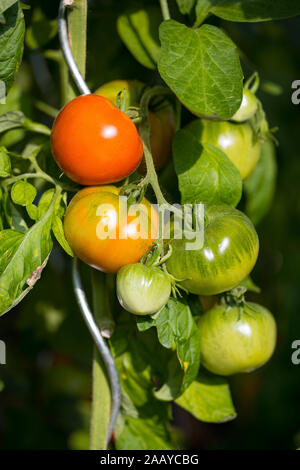 Presto mature di piccole e grandi di pomodori sulla pianta in un giorno di estate all'aperto in giardino Foto Stock