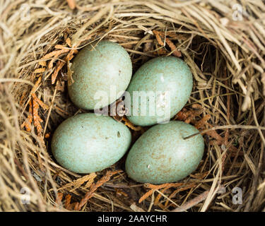 Nido con 4 uova di un merlo outdoor Foto Stock